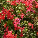 Pelargonium x 'Evka'